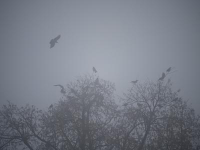 Po nižinah megleno, na Primorskem ter v višjih legah pretežno jasno