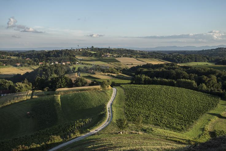Vinogradi v Pleternici | Foto: HTZ