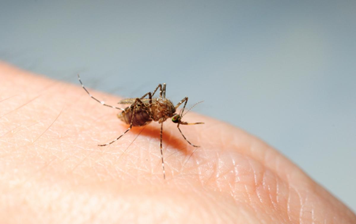 Komar | Tigrasti komar je invazivna tujerodna žival, ki izhaja iz Jugovzhodne Azije. Prvič je v Evropo z ladijskim transportom odpadnih avtomobilskih gum pripotoval v Albanijo leta 1979. V zadnjih letih se hitro širi tudi na območju Mestne občine Ljubljana. | Foto Shutterstock