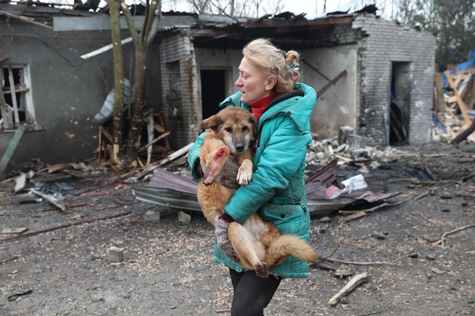 Pes | Ugotovitve ekipe kažejo, da so psi na frontnih bojnih linijah v izjemno kratkem času postali bolj podobni divjim vrstam psov, kot so volkovi, kojoti ali dingi. | Foto Guliverimage