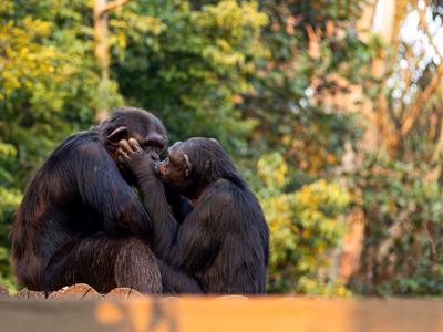 "Lubčkamo" se že 21 milijonov let