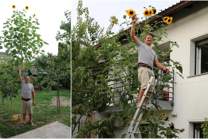 Ljubljančan na svojem vrtu vzgojil sončnico velikanko
