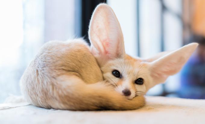 Fenek ali puščavska lisica | Foto: Shutterstock