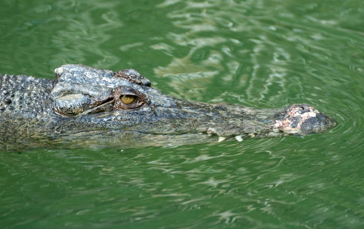 krokodil, Avstralija | "Po doslej znanih podatkih naj bi pogrešano dekle napadel krokodil," je sporočila policija v Severnem teritoriju in dodala, da je reševalne ekipe doslej niso našle. | Foto Shutterstock