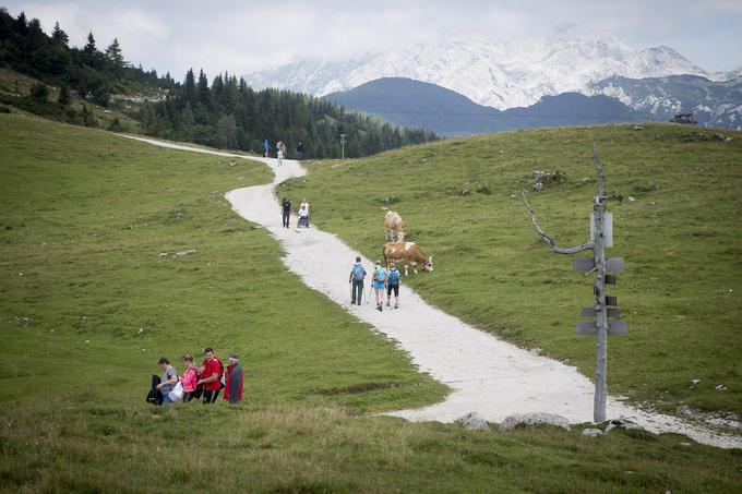 Kratki sprehodi ali daljši pohodi - Velika planina je idealna za preživljanje poletnih dni. | Foto: 