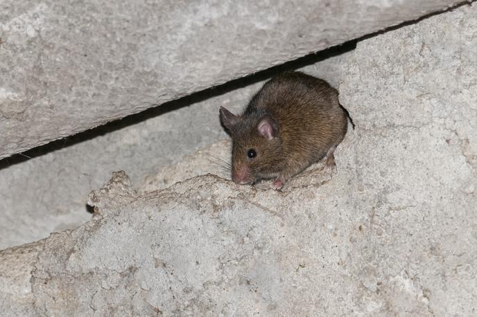 miš | Zapuščeno nadstropje brez vzdrževanja povzroča škodo in stisko. | Foto Shutterstock
