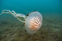 kompasna meduza