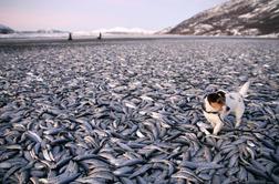 Na obalo Norveške naplavilo več ton mrtvih rib