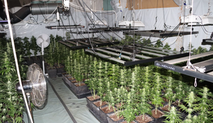 Na območju Kozjega zasegli večjo količino konoplje #foto