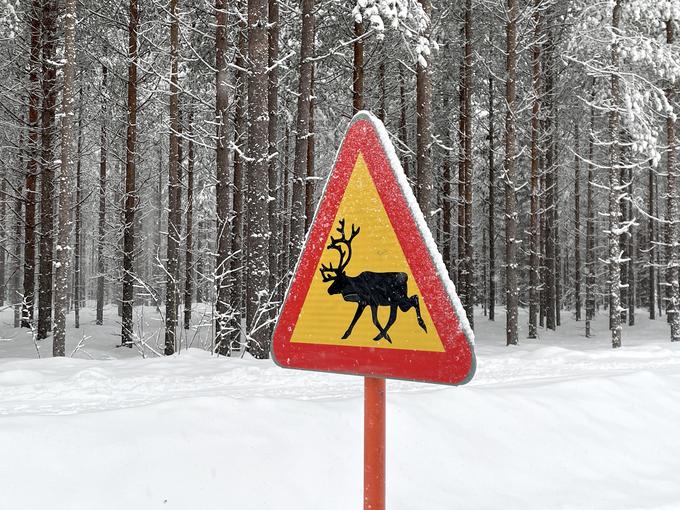 Opozorilo na divje živali, ki lahko zaidejo na cesto. | Foto: Gregor Pavšič
