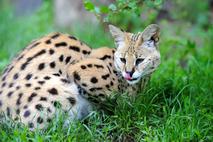 afriška divja mačka, serval