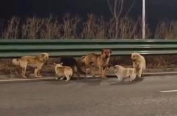 Ganljiva zgodba o psih, ki so pobegnili pred zakolom, se je izkazala za lažno