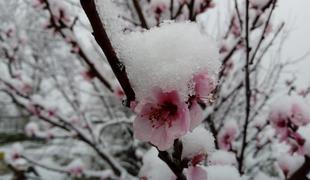 Meja sneženja se je spustila. Ste se tudi vi prebudili v belo jutro?