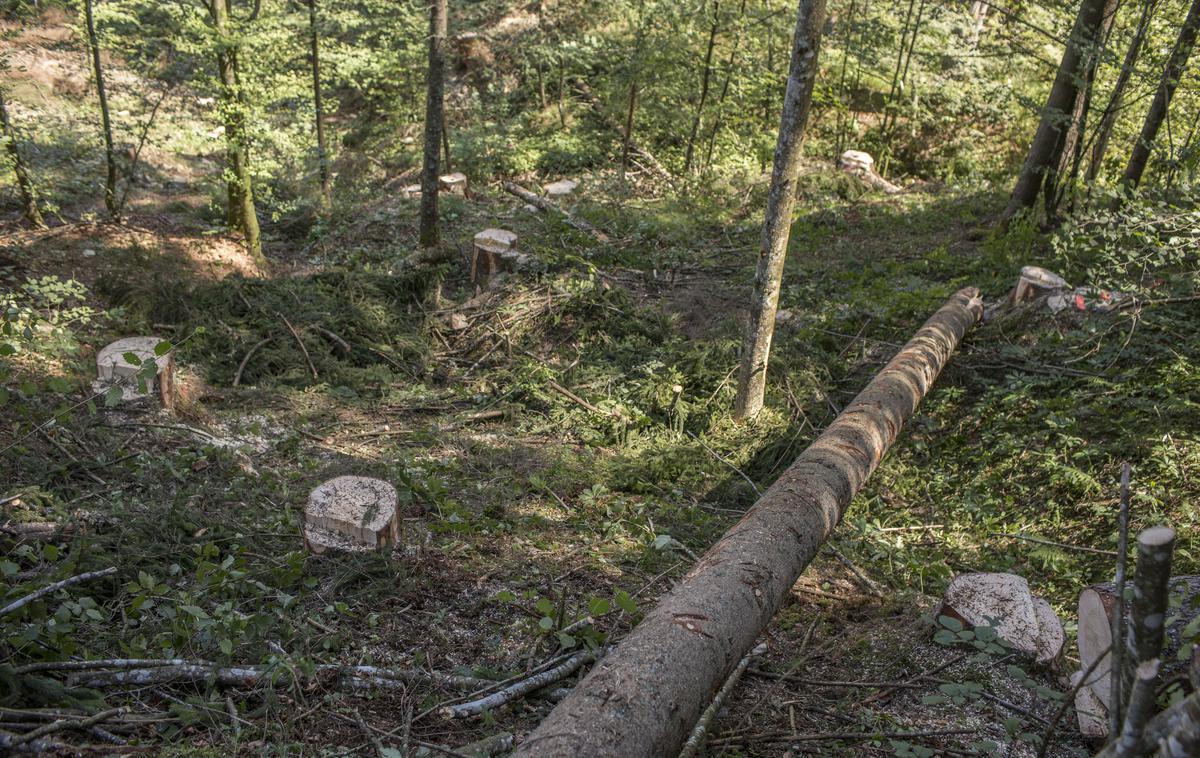 Gozd | "Posamezne kmetije na območju Črne na Koroškem so ostale skoraj brez lesa, kar pomeni za njihovo preživetje veliko težavo v prihodnosti," je pojasnil Branko Gradišnik iz ZGS. | Foto Matej Leskovšek