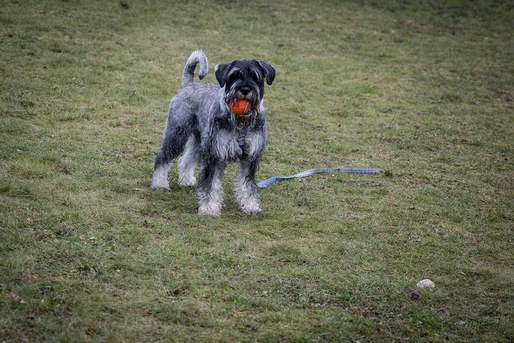Pasji park v Ljubljani | Foto: Ana Kovač