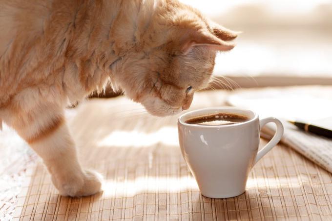 Določena človeška živila lahko mačkam škodijo. Na primer kava, ki jim jo je redno dajal Perry - kofein je zanje strupen. | Foto: Thinkstock