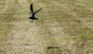 Težave v Zagrebu: ljudi napadajo vrane