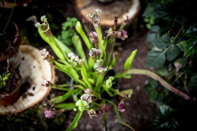 mesojede rastline, mesojedke | Foto: Ana Kovač