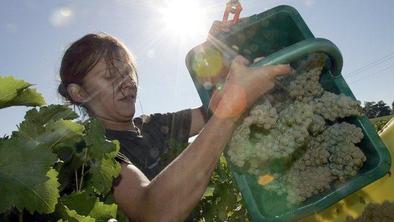 Vremenska loterija v vinogradih