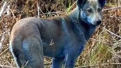 V Černobilu skoraj 40 let po katastrofi opazili modre pse. Kaj je v ozadju?