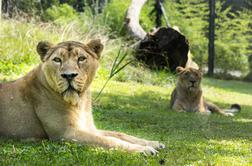 Levinja v ljubljanskem živalskem vrtu ima spet družbo #video