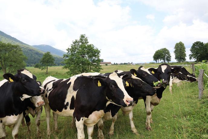 Farme.Ihan_1200 | Preskrbo z govejim svežim mesom zagotavljajo z nakupom goveda, ki je bilo rojeno in vzrejeno v Sloveniji. | Foto Farme Ihan