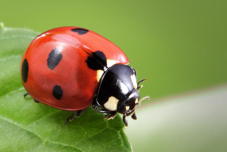 Pikapolonica | Foto: Thinkstock