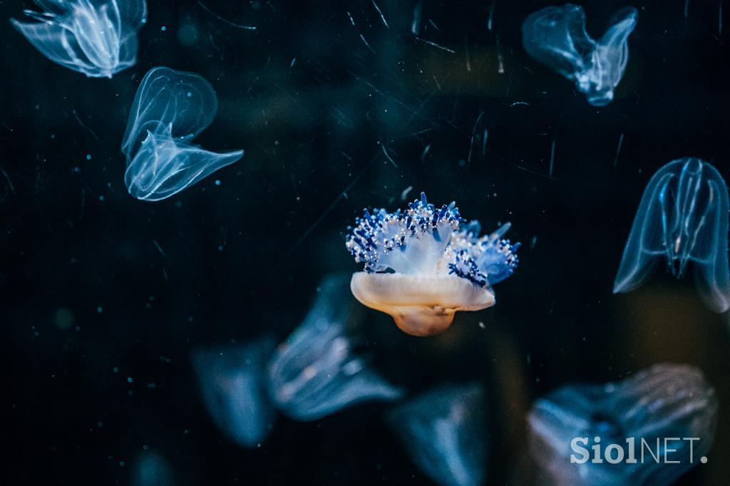 McDonald's, Akvarij Piran