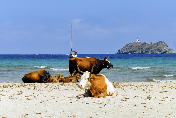 Korzika plaža krave | Foto: Getty Images