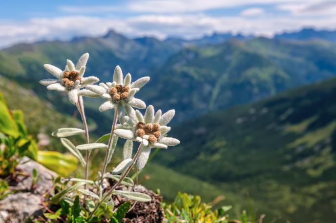 Planika | Foto Shutterstock