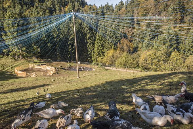 Race se po kmetiji gibljejo prosto, ograjene so le zaradi plenilcev, modre vrvice nad njimi pa jih varujejo pred ujedami. | Foto: Matej Leskovšek