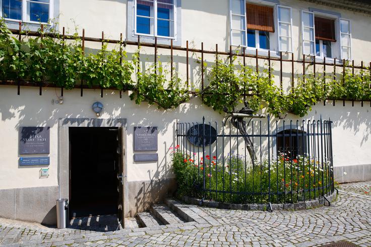 Najstarejša trta na svetu | Foto: Domen Groegl