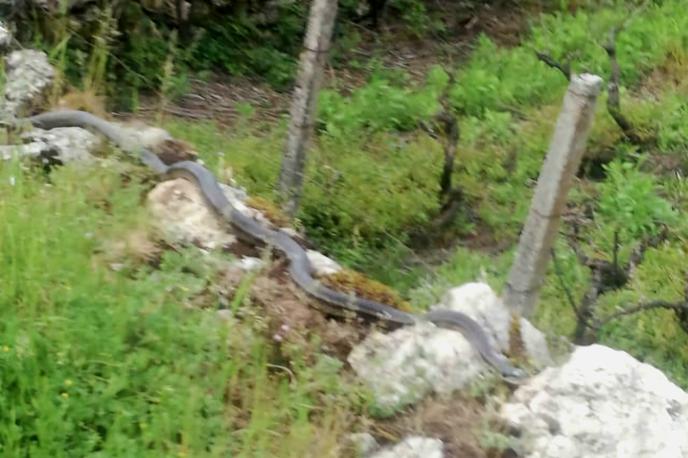 Kača progasti gož | Progasti gož je dolg tri metre in pol. | Foto Radio Imotski/FB