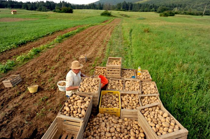 krompir | Na področju prodaje veliko težavo predstavlja tudi krompir, ki se prodaja pod trgovskimi znamkami. "V teh primerih vemo, da so cene nizke. Na podlagi tega, kar nam povedo pridelovalci, obstajajo primeri, ko se trgovec zavestno odloči in v maloprodaji prodaja pod nižjo ceno, kot je nabavna cena, ker s tem seveda privlači kupce," opozarja  vodja oddelka za kmetijsko svetovanje na Kmetijsko gozdarski zbornici Slovenije (KGZS) - Zavod Kranj Robert Golc.  | Foto STA