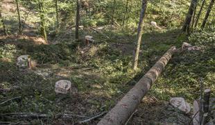 Na Koroškem poškodovanih več kot 100.000 kubičnih metrov drevja