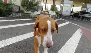 V Portorožu Švicarka zaklenila psa v avto in odšla v lokal