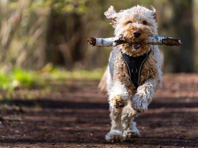 Celjski redarji nad lastnike psov