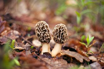 Sezona mavrahov je tu: kje jih iskati in na kaj morate paziti