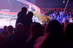 Tiger skočil med občinstvo: "Spoštovani obiskovalci, ostanite mirni, sicer bo še slabše" #video