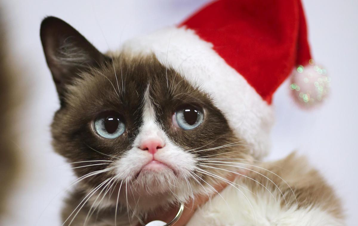 grumpy cat | Foto Reuters