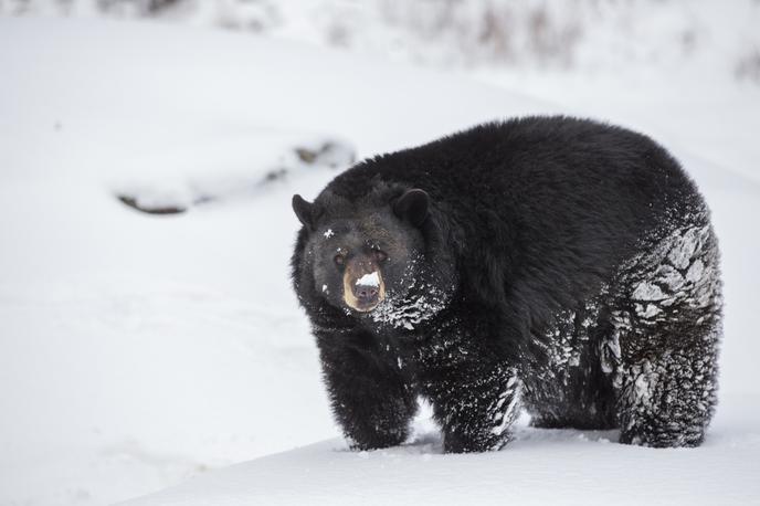 črni medved, aljaska | Foto Getty Images