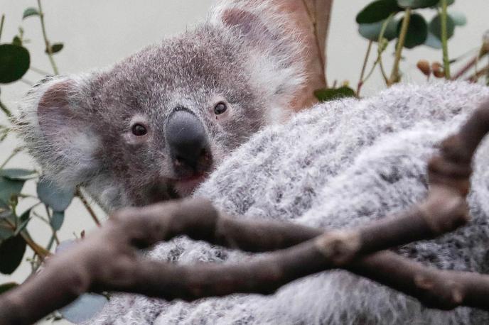 koala | Koale so v nekaterih delih Avstralije močno ogrožene. | Foto Reuters