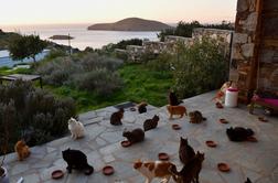 Sanjska služba? Na idiličnem grškem otoku iščejo oskrbnika za mačke.