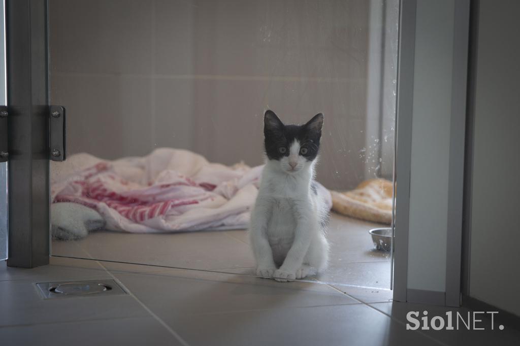 zavetišče za zapuščene živali Ljubljana Gmajnice. mačka mačke psi