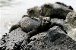 Mineva 200 let od rojstva Charlesa Darwina