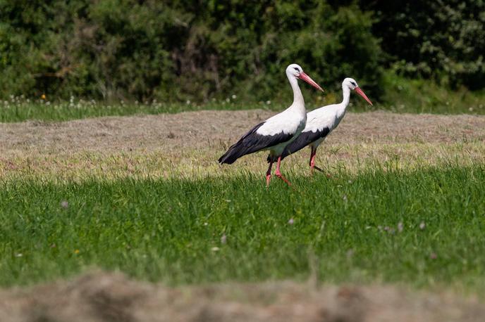 štorklje, bela štorklja | Milejše zime beli štorklji omogočajo krajše selitve ali celo prezimovanje v Evropi, bližje gnezditvenim območjem, so pojasnili strokovnjaki. | Foto Boštjan Podlogar/STA