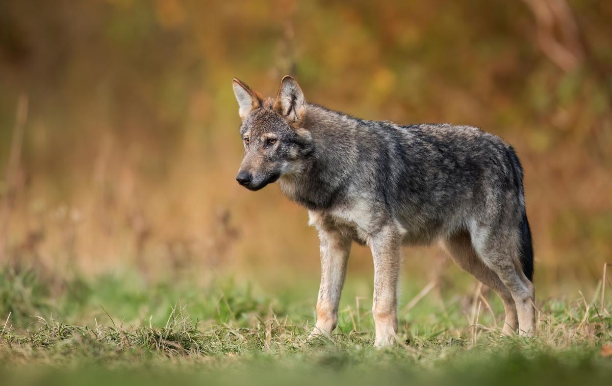 volk, zver, žival | Lastnik je imel na planini večje število ovac. | Foto Shutterstock