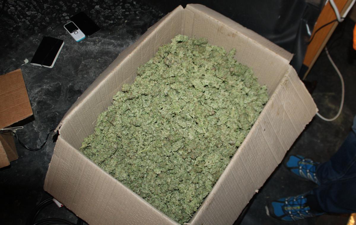 Zaseg droge | Mariborski policisti so v hišni preiskavi zasegli okoli 2,5 kilograma konopljinih vršičkov. | Foto PP Maribor II