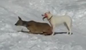 Pretresljiv posnetek, ki opozarja na to, da morajo biti pozimi psi na povodcu #video