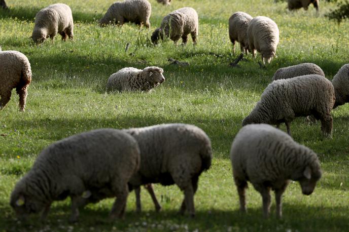 ovce | Foto Reuters